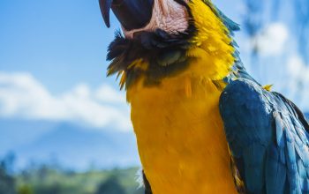 Wallpaper Yellow and Blue Parrot Perched on Wood