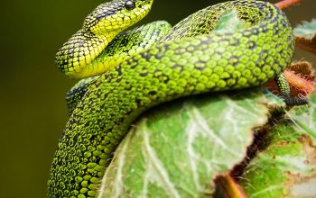 Wallpaper Green and Black Snake on Green Leaf