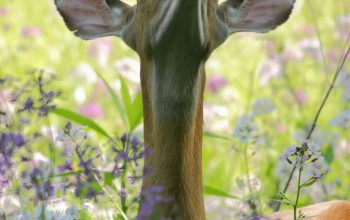 Wallpaper Deer Looking Up at Leaf at Daytime