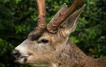 Wallpaper Closeup Photo of Brown Deer in Forest