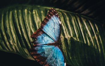 Wallpaper Blue and Brown Butterfly Perching on Leaf