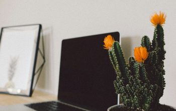 Wallpaper Cactus Beside Laptop