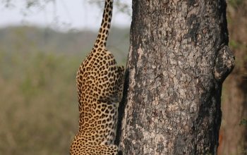 Wallpaper Leopard Climbing Down a Tree During Daytime