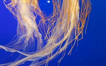 Wallpaper Shallow Focus Photography of Two Brown Jellyfish