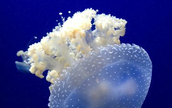 Wallpaper Underwater Photography of White Jellyfish