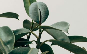 Wallpaper Green Leafed Plant