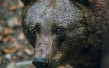 Wallpaper Selective Focus Black Bear Photography