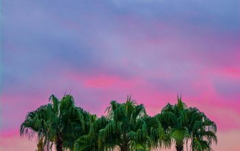 Wallpaper Green Leaves Tree Under Blue Sky During Golden Hour