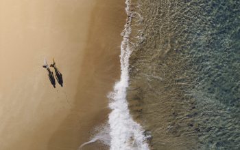 Wallpaper Aerial Photography of Two Persons Walking Along Seashore During Daytime