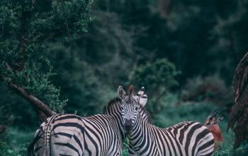 Wallpaper Two Zebras on Grass Field