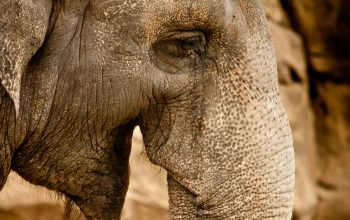 Wallpaper Closeup Elephant Head Photography