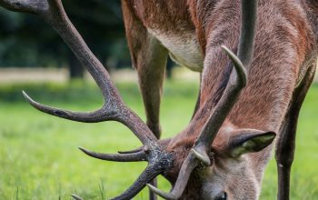 Wallpaper Deer Eating Grass