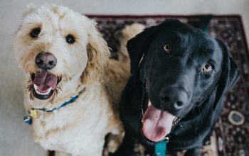 Wallpaper Two Dogs Sitting on Maroon Area Rug