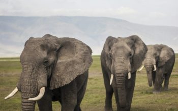 Wallpaper Three Elephants Walking on a Grass Field