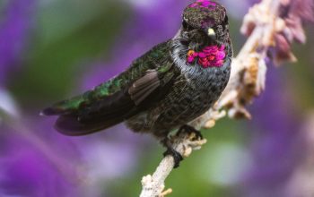 Wallpaper Green, White, and Purple Birds of Paradise