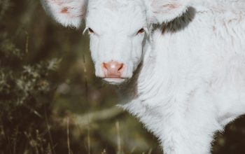 Wallpaper White Lamb on Green Grass