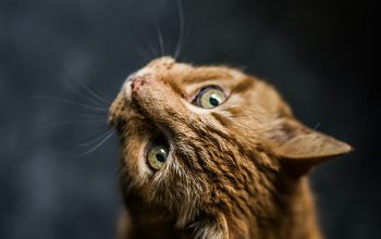 Wallpaper Selective Focus and Low-Angle Photography of Orange Tabby Cat