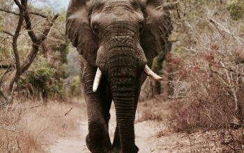 Wallpaper Black Elephant Walking on Brown Sand