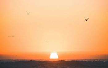 Wallpaper Silhouette of Birds Flying Above Ocean During Sunset