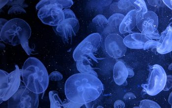 Wallpaper Macro Shot of Jellyfish