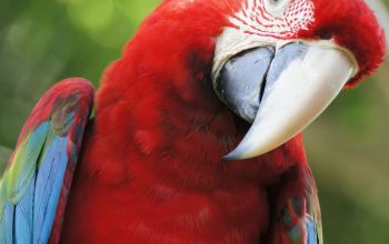 Wallpaper Closeup Scarlet Macaw