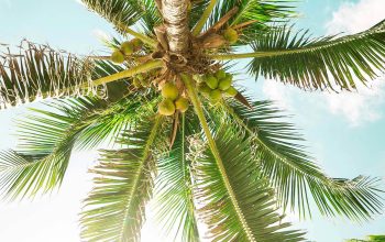 Wallpaper Bottom Photography Green Coconut Tree