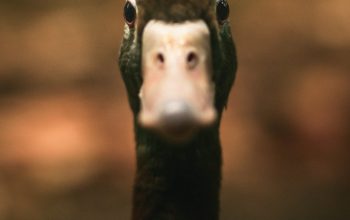 Wallpaper Closeup Duck Face