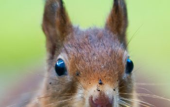 Wallpaper Focus Photo of Squirrel Biting a Brown Walnut