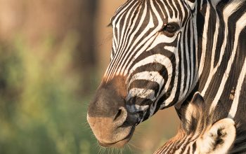 Wallpaper Two Zebras in Shallow Focus Shot