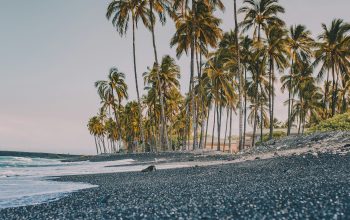 Wallpaper Trees Near Coastline