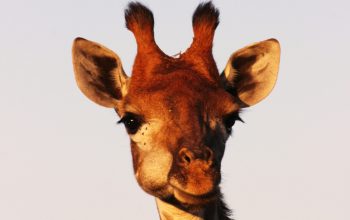 Wallpaper Brown Giraffe