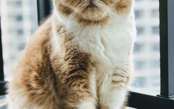 Wallpaper Brown and White Cat by Window