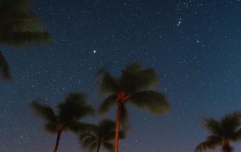 Wallpaper Low Angle Nighttime Coconut Trees