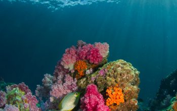Wallpaper Brown Fish Beside Coral Under Water