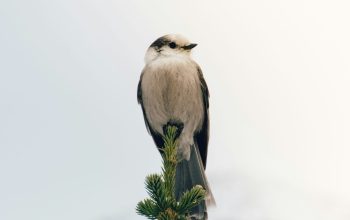 Wallpaper White and Black Bird on Green Twig