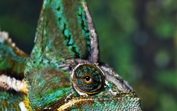 Wallpaper Closeup Photo of Green and White Chameleon