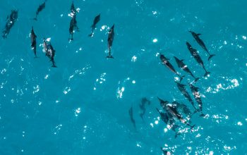 Wallpaper Aerial Photography of Black Dolphins