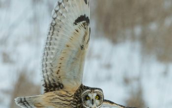 Wallpaper Time Lapse Photography of Owl Flying