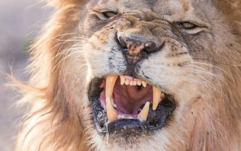 Wallpaper Angry Lion