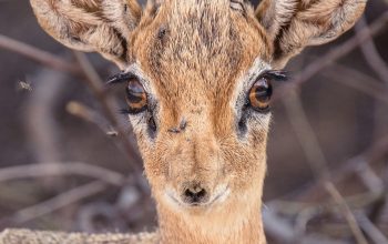 Wallpaper Close Up Brown Deer