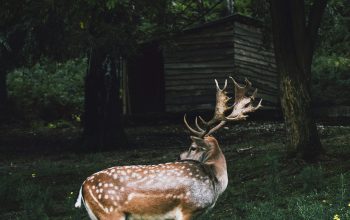 Wallpaper Spotted Reindeer on Green Grassland