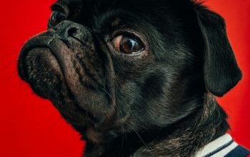 Wallpaper Black Pug Wearing Striped Apparel