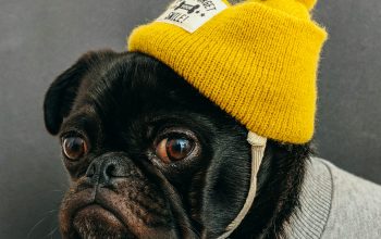 Wallpaper Dog Wearing Shirt and Hat