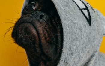 Wallpaper Dog in Star Trek Hoodie