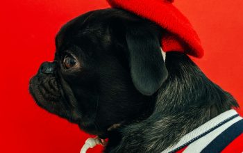 Wallpaper Black Fawn Pug Wearing White and Red Striped Shirt