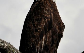 Wallpaper Bald Eagle Standing on Gray Tree Branch