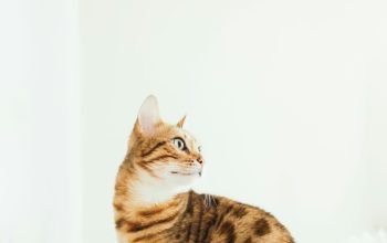 Wallpaper Cat Sitting on Cushion