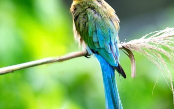 Wallpaper Blue, Yellow, and Green Long-Beaked Bird on Branch