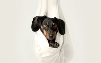 Wallpaper Dachshund Resting on White Draped Fabric