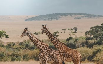 Wallpaper Two Giraffes Standing on Brown Plants